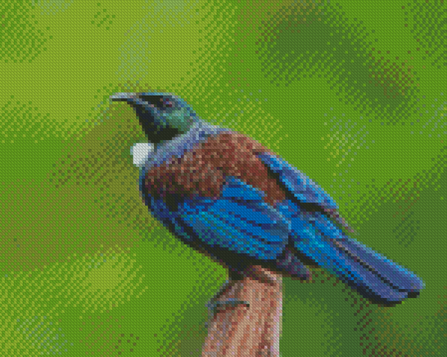 Blue Tui Bird diamond painting