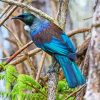 Cool Tui Bird diamond painting