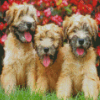 Wheaten Terrier Dogs diamond paintig