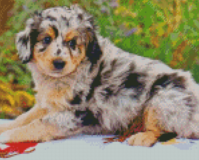 Cool Aussiedoodle Dog diamond painting