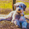 Cute Aussiedoodle Dog diamond painting