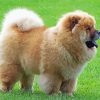 Chow Chow diamond painting