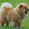 Chow Chow diamond painting