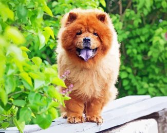 Chow Chow Puppy diamond painting