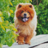 Chow Chow Puppy diamond painting