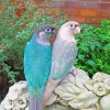 Turquoise Cheek Conures diamond painting