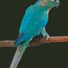 Aesthetic Turquoise Cheek Conure diamond painting