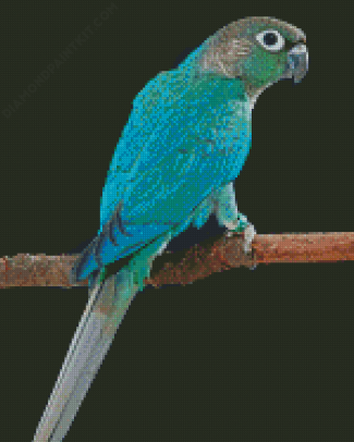 Aesthetic Turquoise Cheek Conure diamond painting