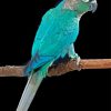 Aesthetic Turquoise Cheek Conure diamond painting