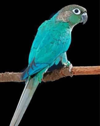 Aesthetic Turquoise Cheek Conure diamond painting