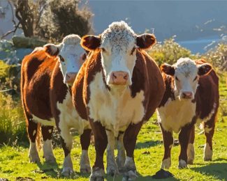 Aesthetic Hereford Cows diamond painting