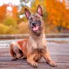 Belgian Malinois Dog diamond painting