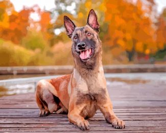 Belgian Malinois Dog diamond painting