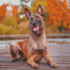 Belgian Malinois Dog diamond painting