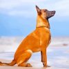 Berger Belge Malinois diamond painting