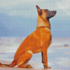 Berger Belge Malinois diamond painting