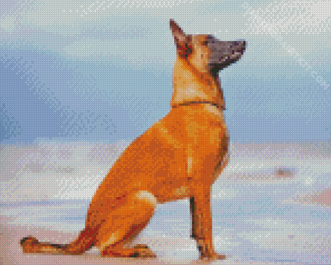 Berger Belge Malinois diamond painting