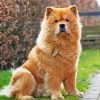 Cute Chow Chow diamond painting