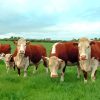 Hereford Cows Animals diamond painting