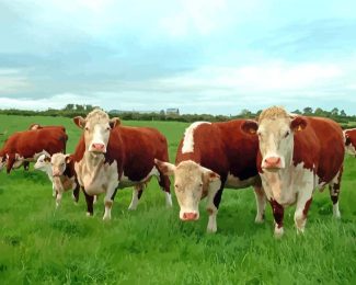 Hereford Cows Animals diamond painting