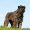 Bouvier Dog Animal diamond painting