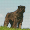 Bouvier Dog Animal diamond painting