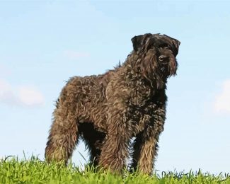 Bouvier Dog Animal diamond painting