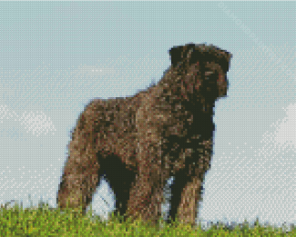 Bouvier Dog Animal diamond painting