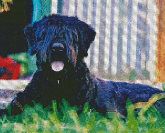 Black Bouvier diamond painting