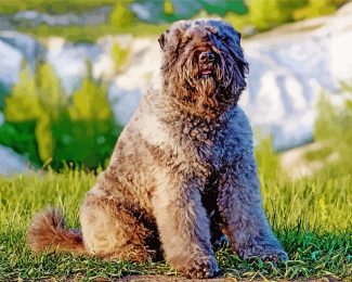 Cute Bouvier Dog diamond painting