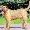 Perro de Presa Canario diamond painting