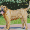 Perro de Presa Canario diamond painting