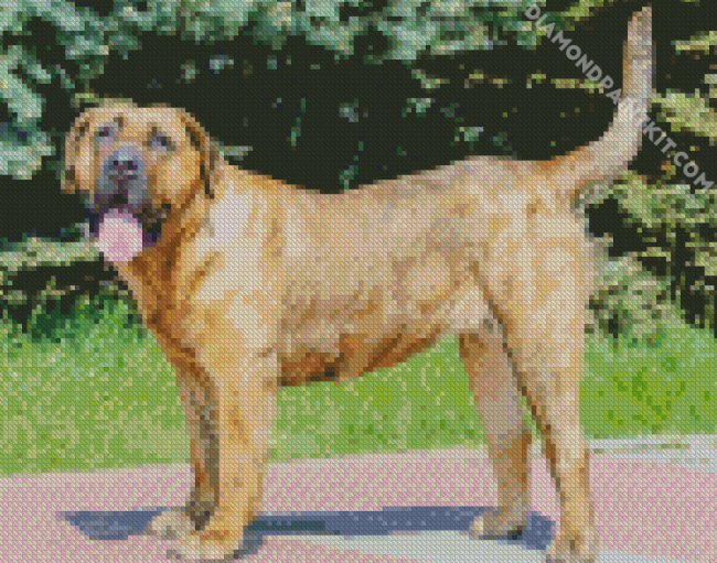 Perro de Presa Canario diamond painting