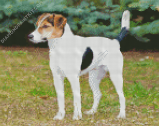 Glatthaar Foxterrier Diamond Painting