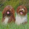 Schhapendoes dogs Diamond Painting