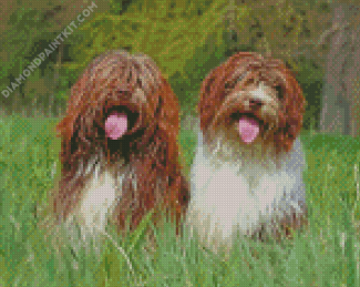 Schhapendoes dogs Diamond Painting