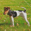 Aesthetic Glatthaar Foxterrier Diamond Painting