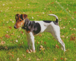 Aesthetic Glatthaar Foxterrier Diamond Painting