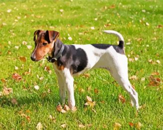 Aesthetic Glatthaar Foxterrier Diamond Painting