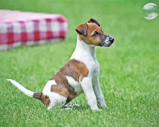 Cute Glatthaar Foxterrier Diamond Painting