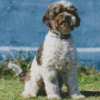 Lagotto Romagnolo Diamond Painting