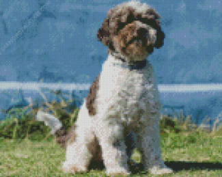 Lagotto Romagnolo Diamond Painting