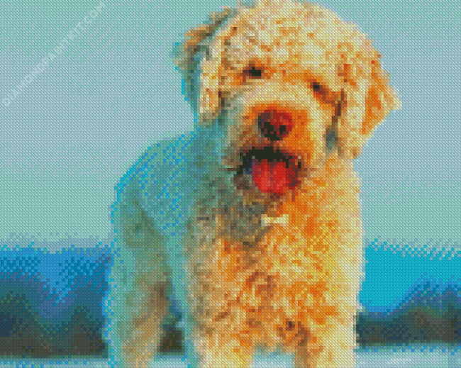 Lagotto Romagnolo Diamond Painting