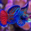 Mandarinfish Diamond Painting