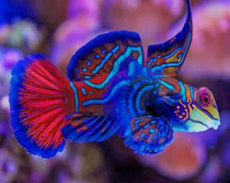 Mandarinfish Diamond Painting