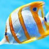 Copperband Butterflyfish Diamond Painting