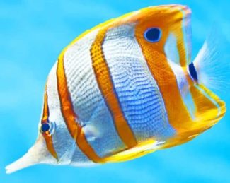 Copperband Butterflyfish Diamond Painting