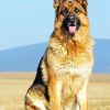 German Shepherd Dog Diamond Painting