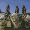 Three Funny Donkeys Diamond Painting