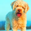 Lagotto Romagnolo Diamond Painting